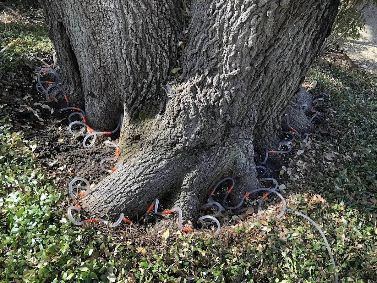 Detailed Tree Cabling and Bracing job site in Burkburnett