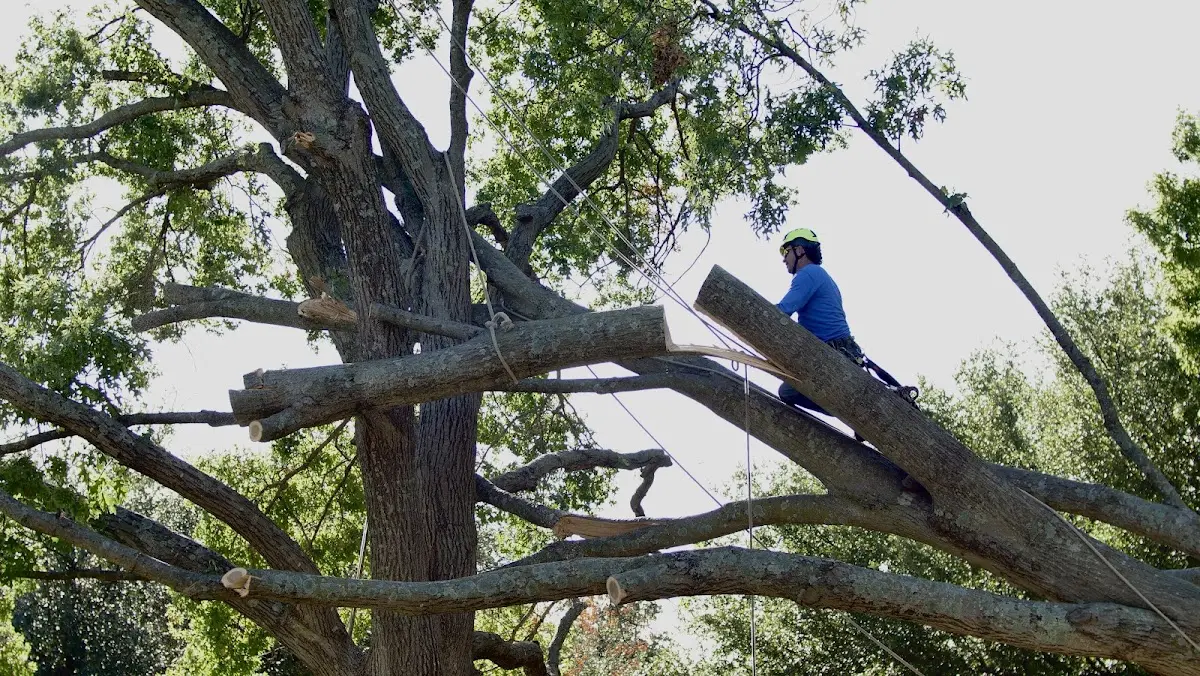 Professional Crown Thinning performed by certified arborists in Burkburnett