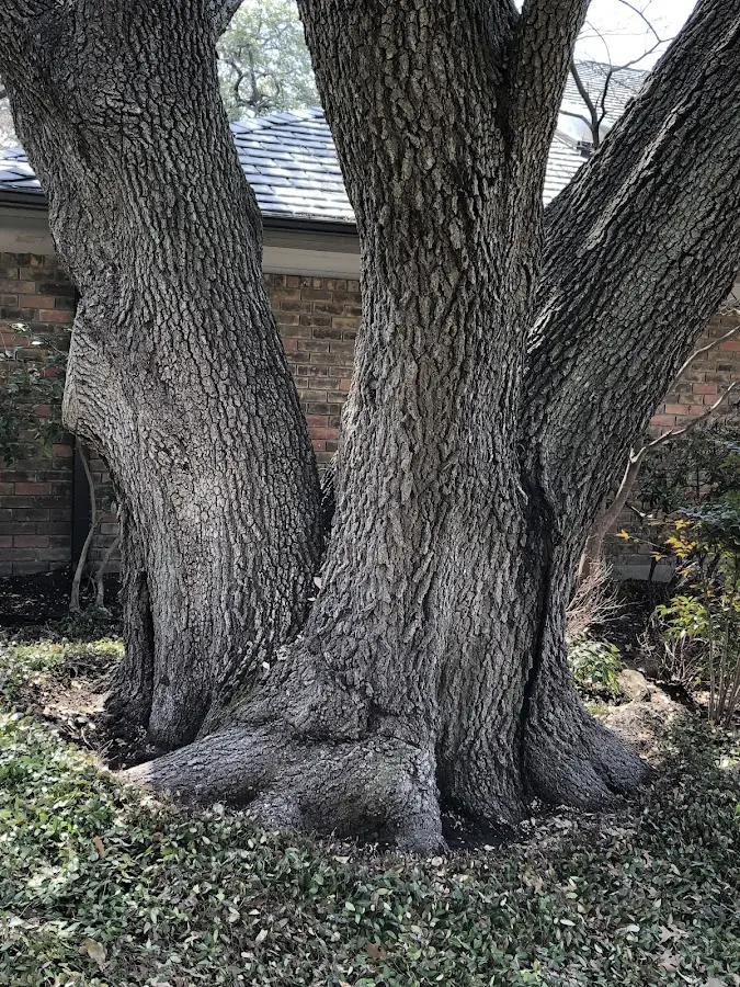 Mature heritage tree close to a Burkburnett property cared for by certified arborists